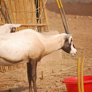 Arabian oryx - Peshawar zoo 8/12/2018