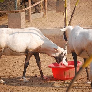 Arabian oryx - Peshawar zoo 8/12/2018
