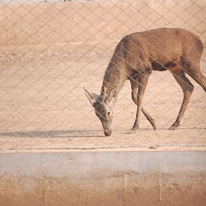 Sambar buck - Peshawar zoo 8/12/2018