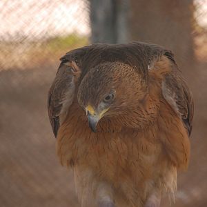 Bird of prey ID - Peshawar zoo 8/12/2018