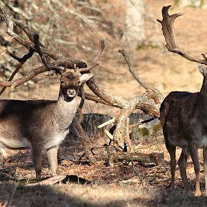 Fallow deers