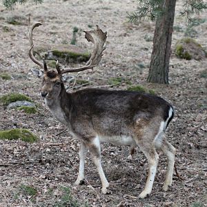 Fallow deer