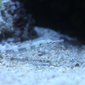 Reef-top Pipefish