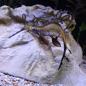 Weedy Seadragon