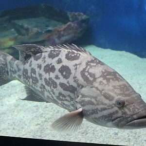 Broomtail Grouper