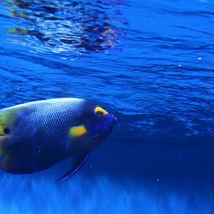 Blue-faced Angelfish