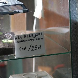 Millipedes for Sale!