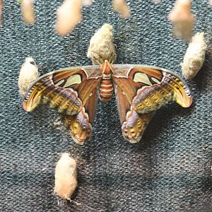 Atlas Moth