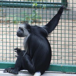 King Colobus