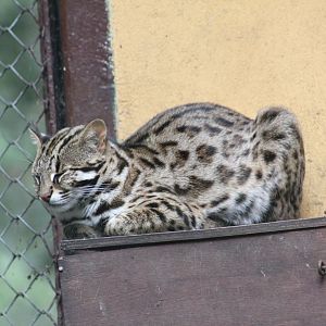 Hybrid Leopard Cat