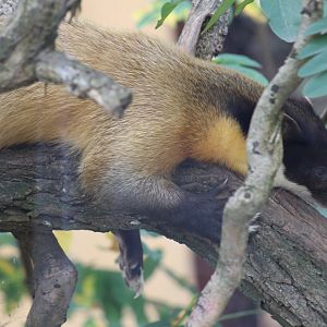 Northern Yellow-Throated Marten