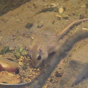 North African Gerbil
