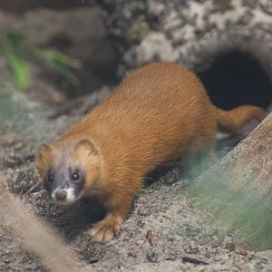 Siberian Weasel