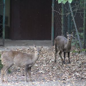 Bawean Deer