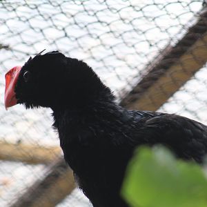 Razor-Billed Curassow