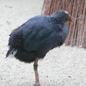 Western Mediterranean Purple Swamphen