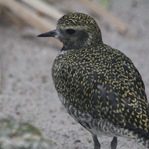 Eurasian Golden Plover