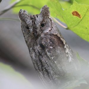 Eurasian Scops Owl