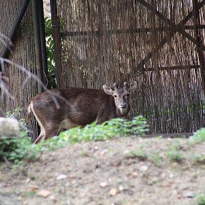 Timor Sambar Deer