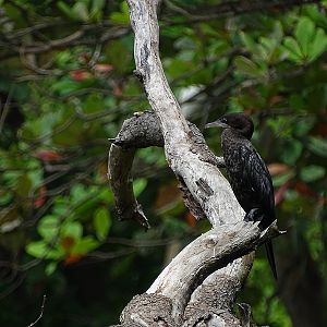 Little cormorant
