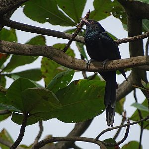 Asian koel