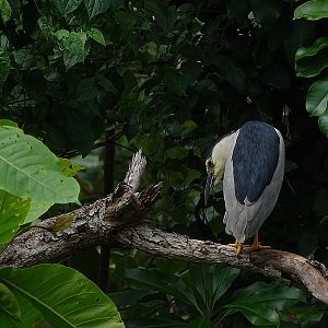 Black-crowned night heron