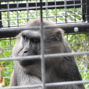 Booted Macaque (Macaca ochreata)
