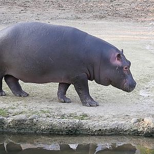 Paul & Lynsey's Zoo Tour #80  Zoo Basel - YouTube