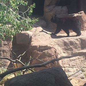 Black Bear 6-29-2018
