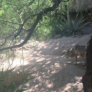 Mexican Gray Wolf 6-29-2018