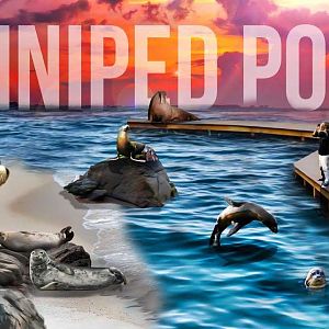 Brookfield Zoo's Pinniped Point 'Poster Art'