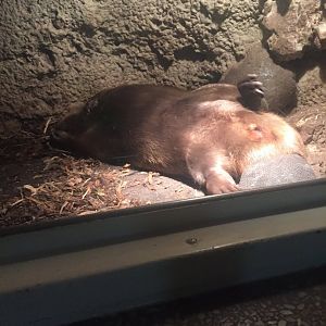 Beaver 6-29-2018