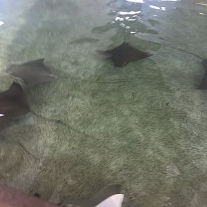 Cownose Rays 6-29-2018