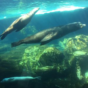 California Sea Lions 3-18-2018