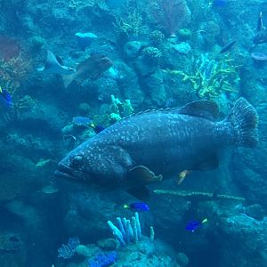 Queensland Grouper 3-18-2018