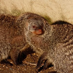 Banded Mongoose
