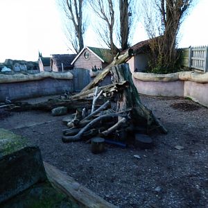 Banded Mongoose Enclosure
