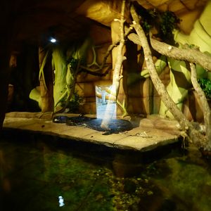 Burmese Python Exhibit