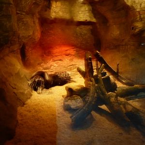 Inside African Crested Porcipine Viewing