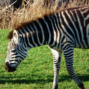 Grant's Zebra