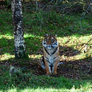 Young Female Sumatran Tiger (Menya)
