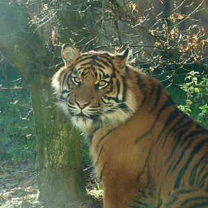 Adult Female Sumatran Tiger (Surya)