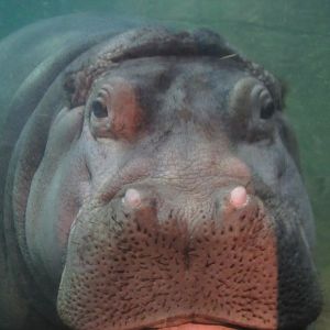 hippo