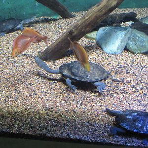 snaked necked turtle