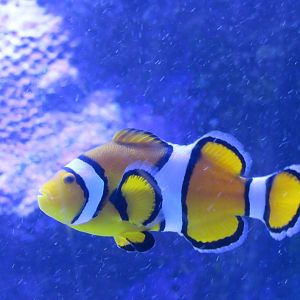 clownfish