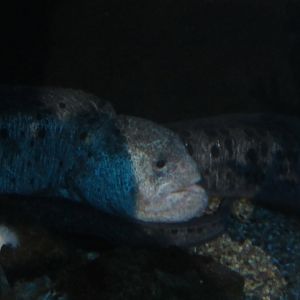 wolf eel