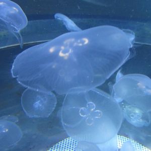 moon jelly
