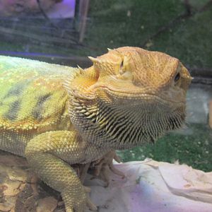 bearded dragon