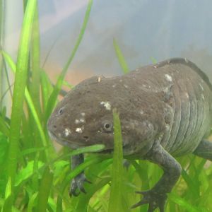 axolotl