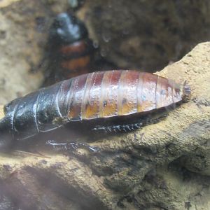 hissing cockroach